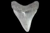 Juvenile Megalodon Tooth - Georgia #101339-1